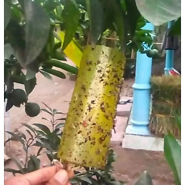 Spider Insect Trap SPIDER INSECT TRAP lem perangkap hama kutu kebul thrips kaper ngengat
