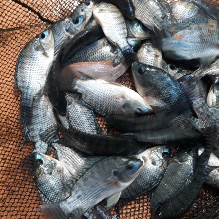 bibit/benih ikan nila hitam per setengah kg / bibit ikan di bandung