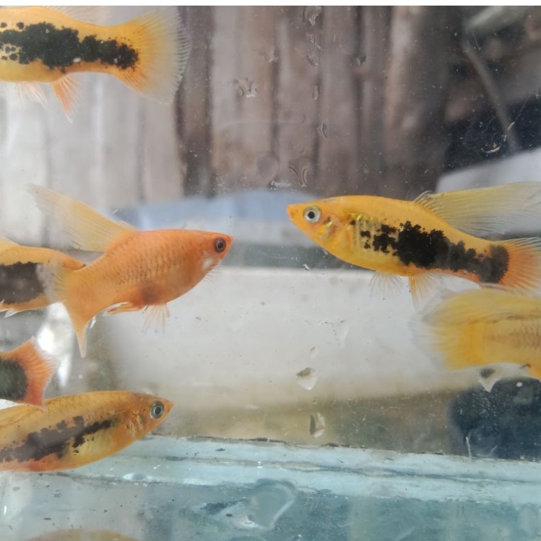 kardus packing platy haway hifin