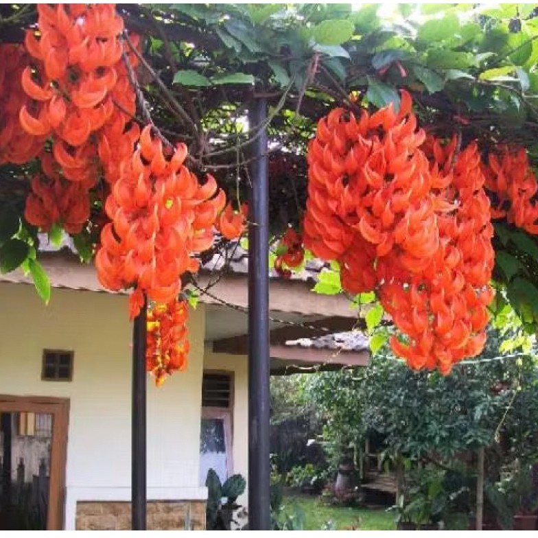 TANAMAN RAMBAT FLAME OF IRIAN ORANGE - TANAMAN HIAS FLAME OF IRIAN SIAP BERBUNGA