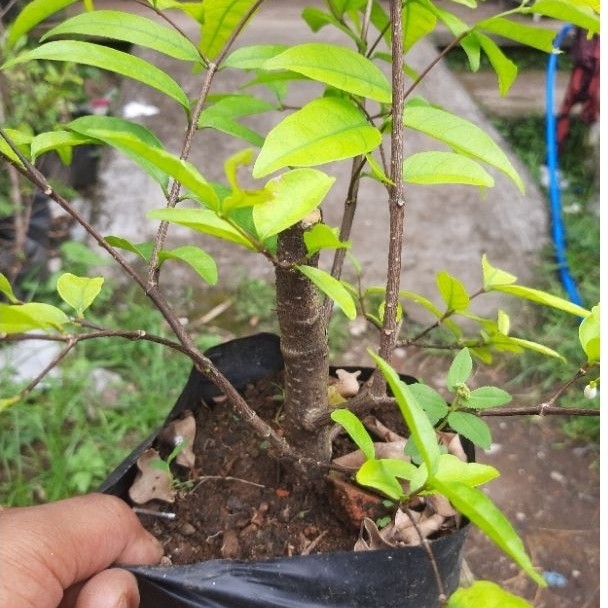 bahan bonsai anting putri /bibit anting putri