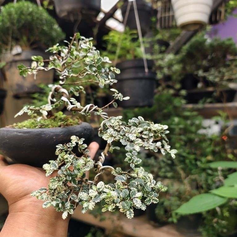 Bonsai mini Ulmus Variegata Super micro DIKIRIM SAMA SEPERTI DI FOTO PRODUK