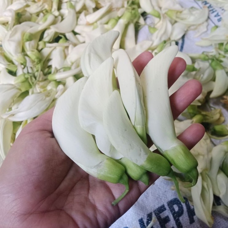 Bunga turi fresh | Kembang turi