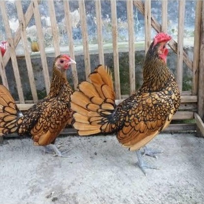 AYAM BATIK KANADA SEPASANG