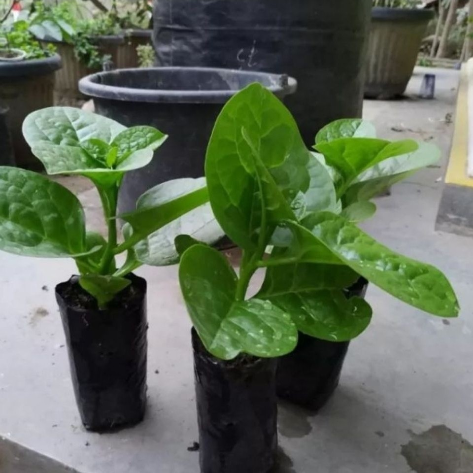 bayam malabar