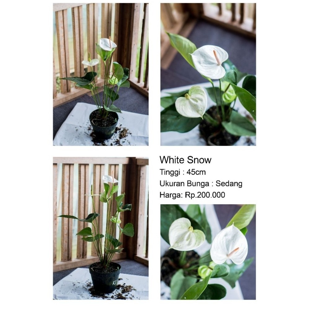 Anthurium bunga White Snow