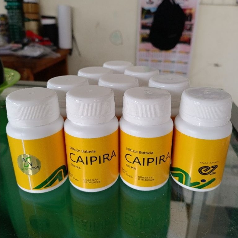benih selada caipira