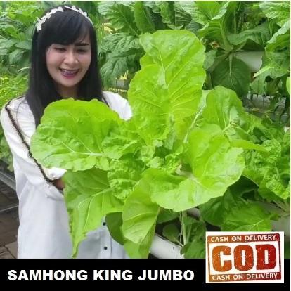 SAWI SAMHONG KING JUMBO 25 biji / bibit / benih SAMHONG KING JUMBO