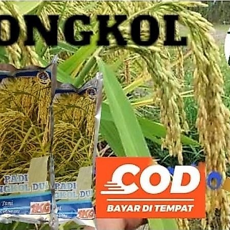 Ready padi unggul 2 tongkol/tongkol 2/ dua tongkol/tongkol 2 super jumbo kemasan 1kg