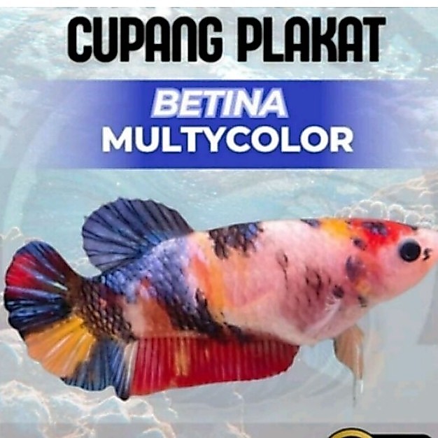 PLAKAT CUPANG MULTICOLOR FEMALE KUALITAS TERBAIK SIAP KAWIN GRATIS PAKAN KEMASAN BOTOL