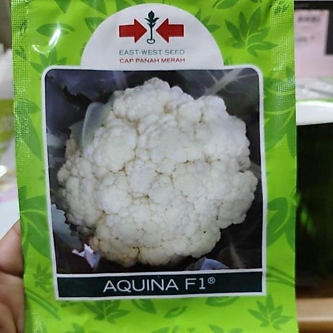 TERBARU - Benih bunga kol AQUINA F1 10gram bungkul aquina panah merah kembang kol dataran tinggi tah