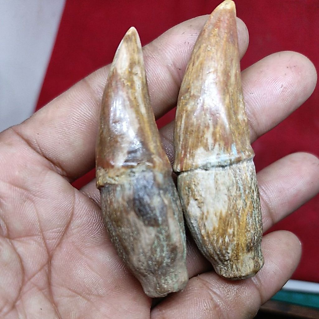 batu ciung
