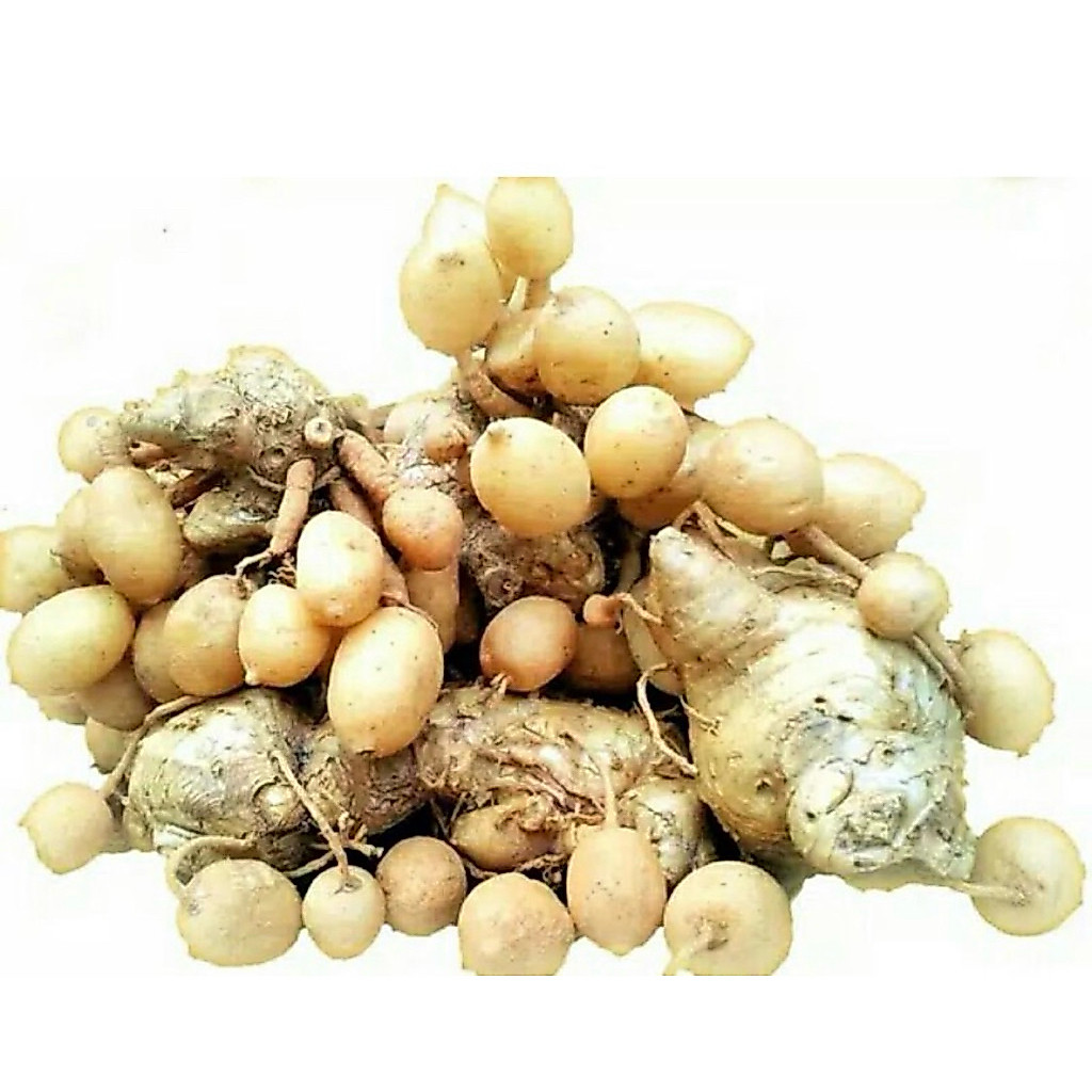 kunyit gombyok kunyit putih 1kg
