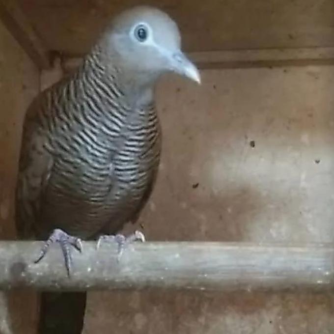Burung Perkutut Remaja Pilihan Sehat Lincah Siap Rawat