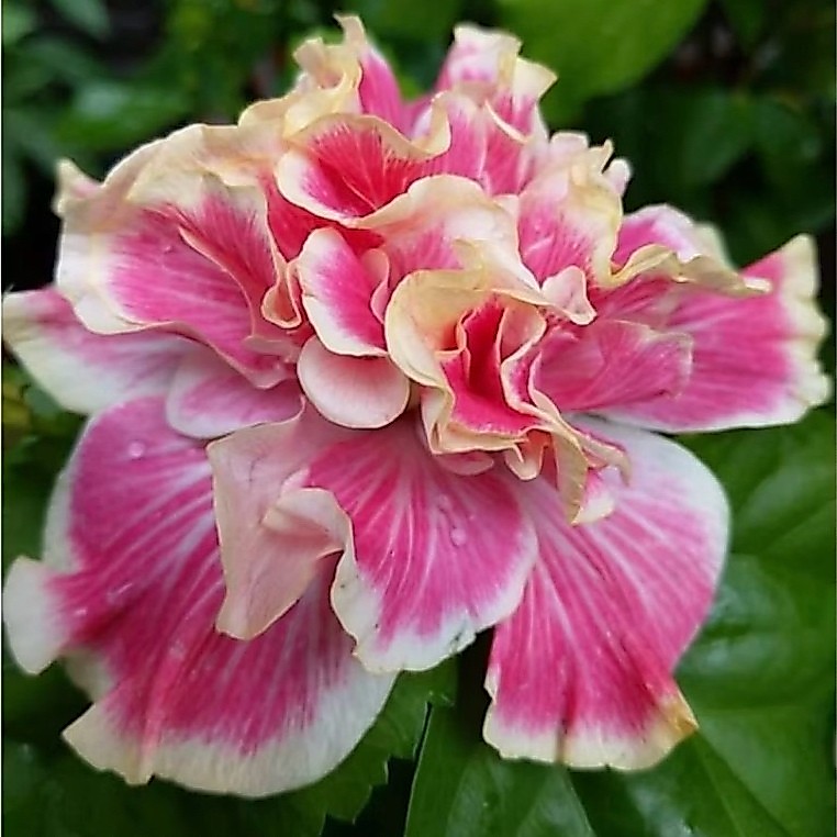 PROMO!! Tanaman Hias Hibiscus Bunga Sepatu Bangkok Import
