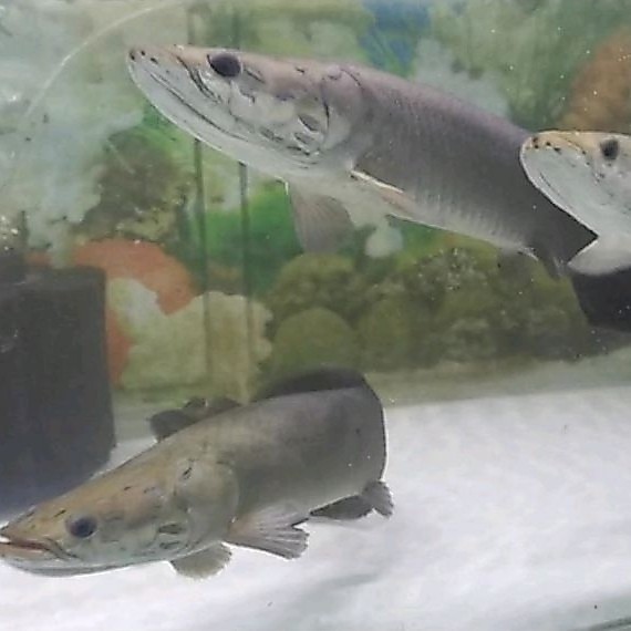 ikan lontong amazon 48-50cm