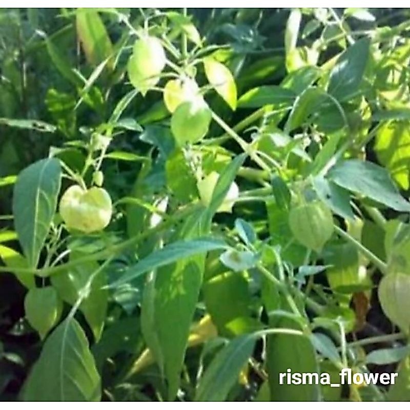 pohon buah ciplukan/tanaman buah ciplukan