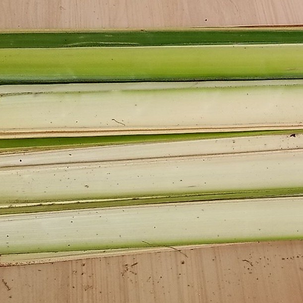 ketupat /kulit ketupat / janur ketupat harga satua