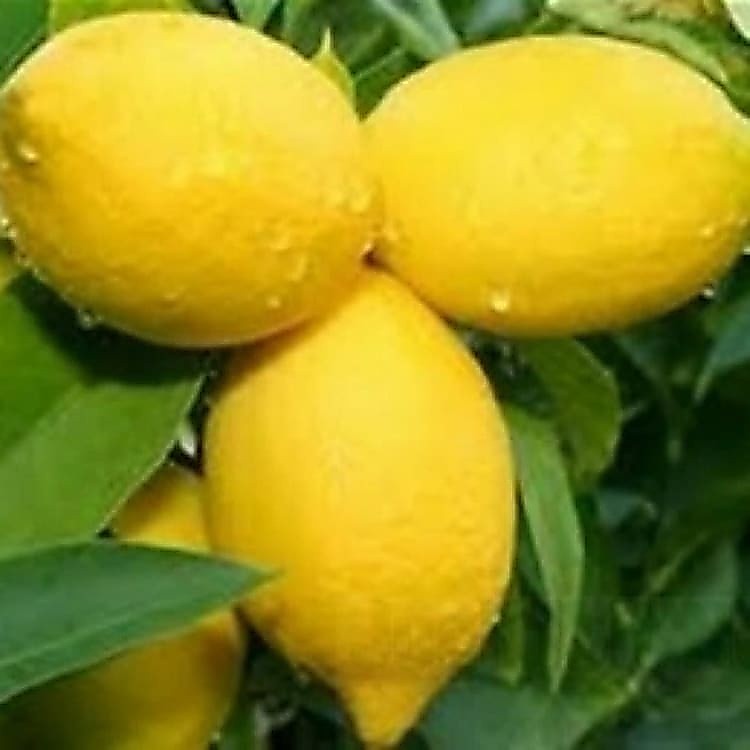 Bibit Lemon California - Lemon Amerika
