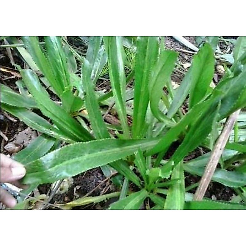 25 bibit daun walang sangit / tanaman daun walang sangit / pohon daun walang sangit / bunga pohon wa