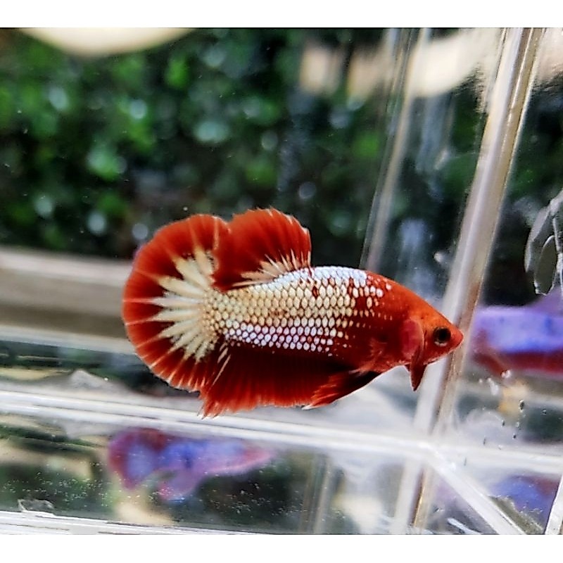 FCCP RED HEAD