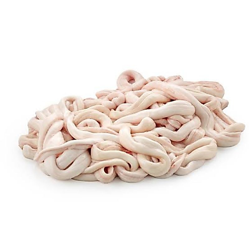 Usus Ayam Segar