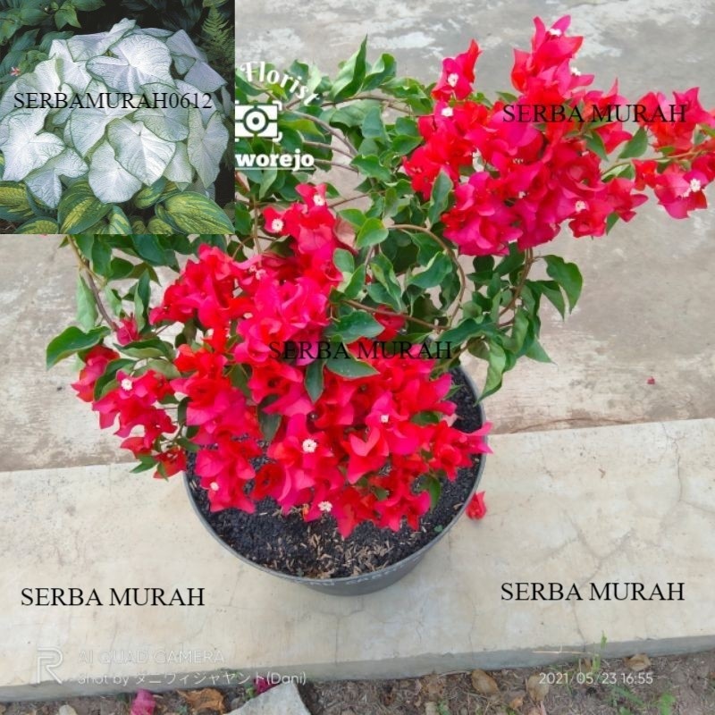 Tanaman BOUGENVILLE - BUGENVILE - bogenfile merah cabai. SERBAMURAH