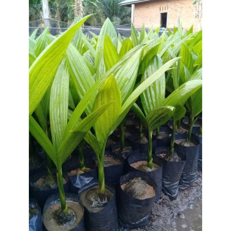 Bibit Pinang, Bibit Pinang Betara Unggul, Bibit Pinang Unggul, Bibit Pinang Batar Unggul
