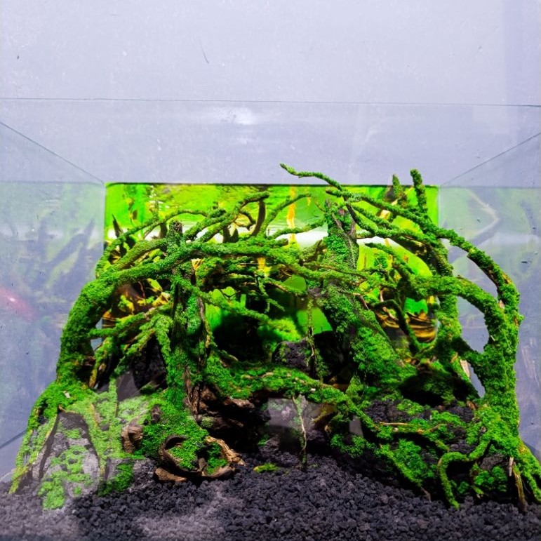 Aquascape Tema forest/jungle