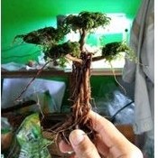Bonsai Mini Aquascape dengan Moss dan Batu Siap Pakai
