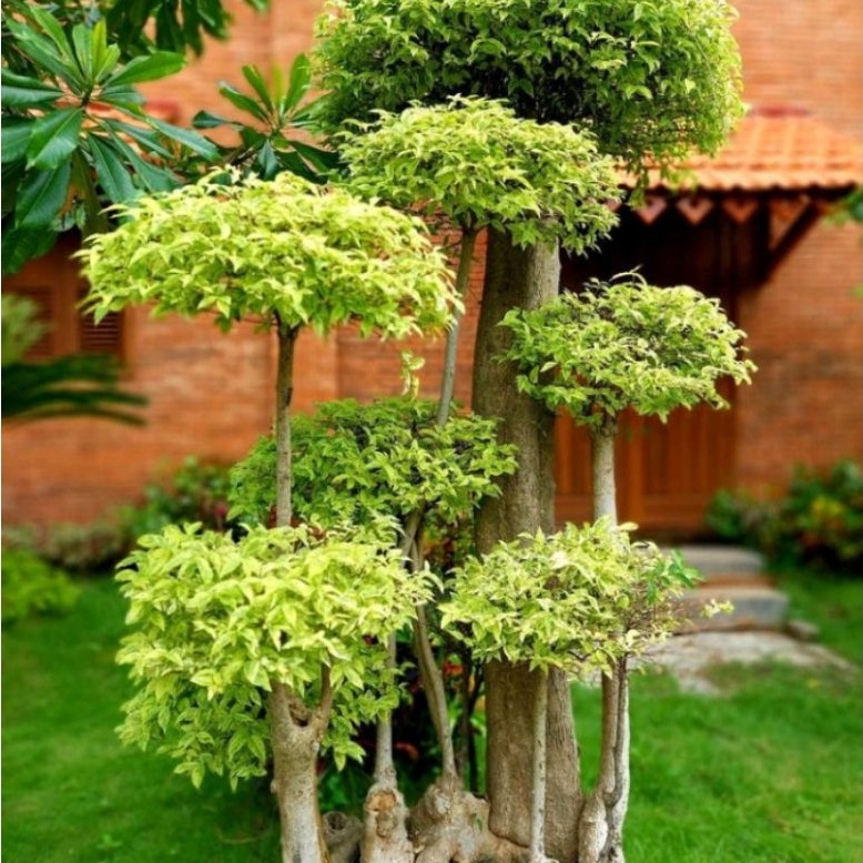 Bonsai Anting Putri Setiap Pohon Bentuk Berbeda - Bonsai Anting Putri Cocok Untuk Dekorasi Taman Sia