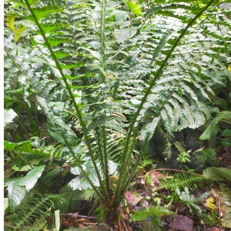 pakis hutan langka