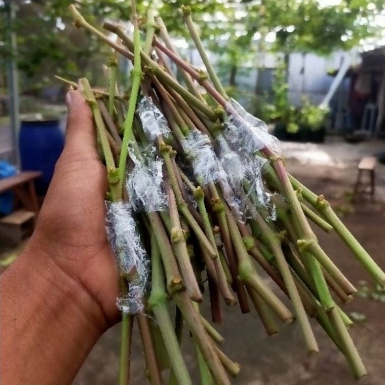 Entres Anggur Import Valid (Asli)