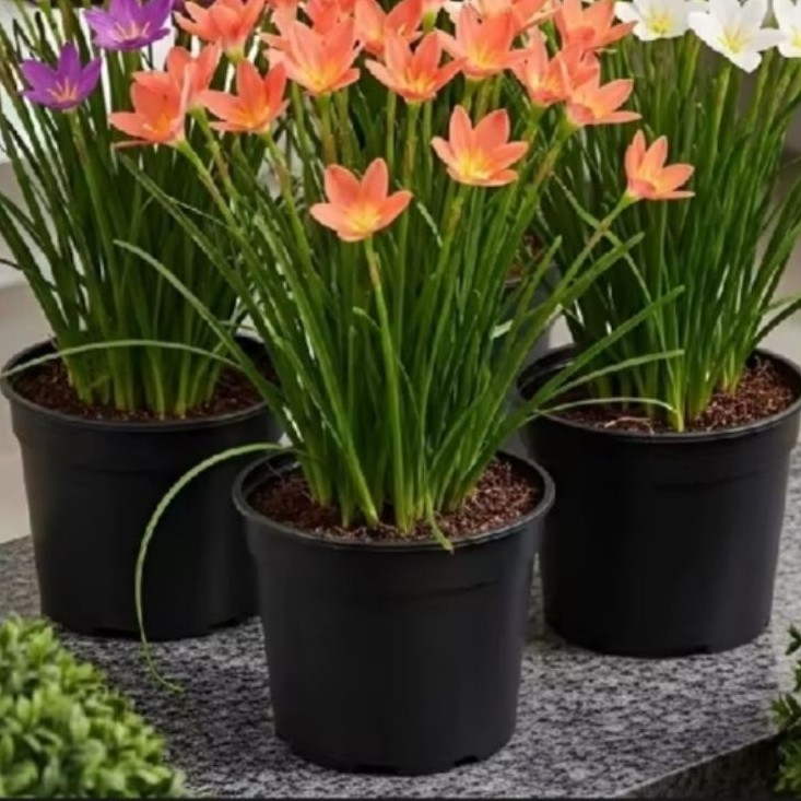 Paket 3 Tanaman hias bibit bunga lily hujan / rain lily paket 3