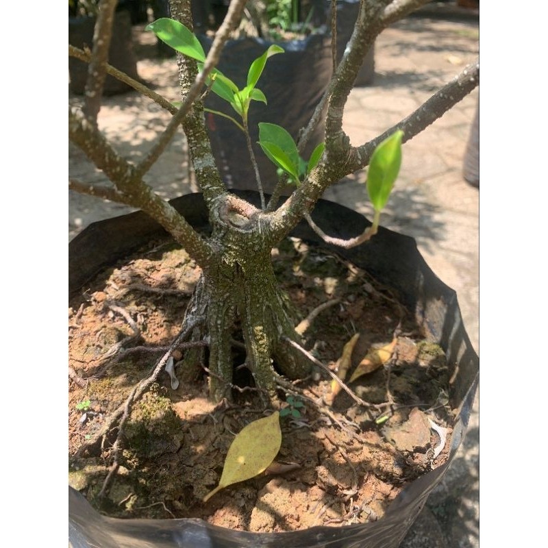bahan bonsai kimeng prokar mame     Berkualitas