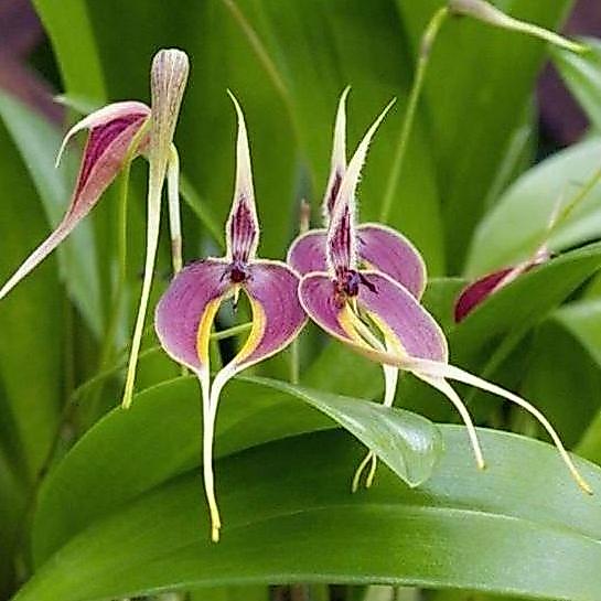 anggrek bulbophyllum blumei