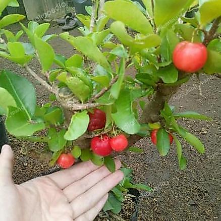 bibit buah beach cherry kualitas unggul cepat berbuah tabulampot