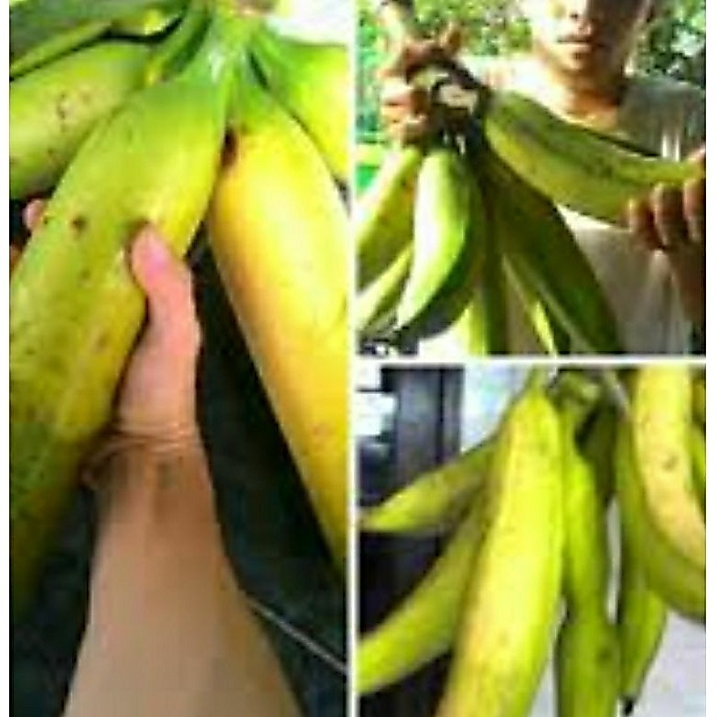 bibit pisang tanduk botol