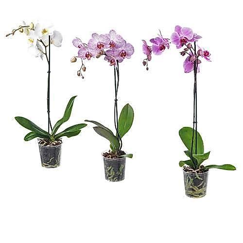 paket 3 tanaman hias anggrek bulan dewasa - anggrek bulan dewasa - anggrek bulan hybrid