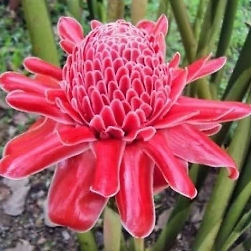Tanaman Obat Kecombrang - Tanaman Kecombrang Merah