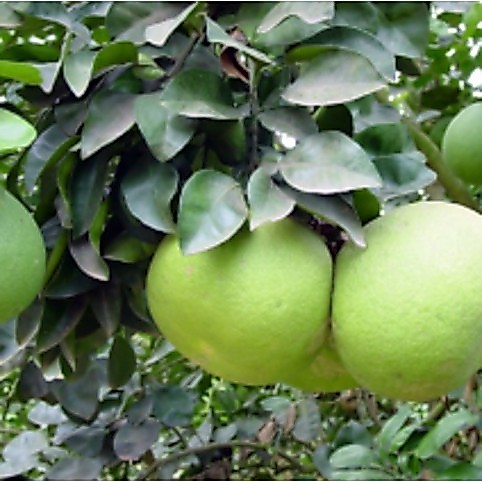 Pohon Jeruk Bali / Tanaman Jeruk Bali / Benih Jeruk Bali