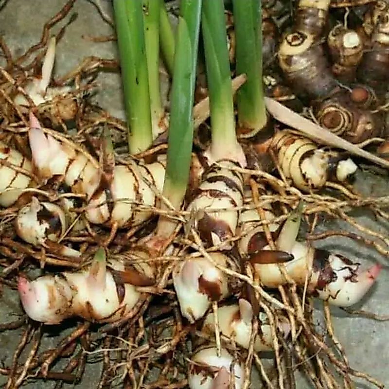 bibit lengkuas rempang