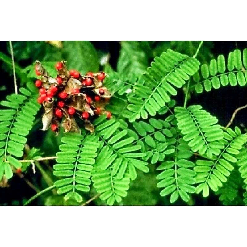 Benih saga rambat/40 Biji saga telik obat herbal