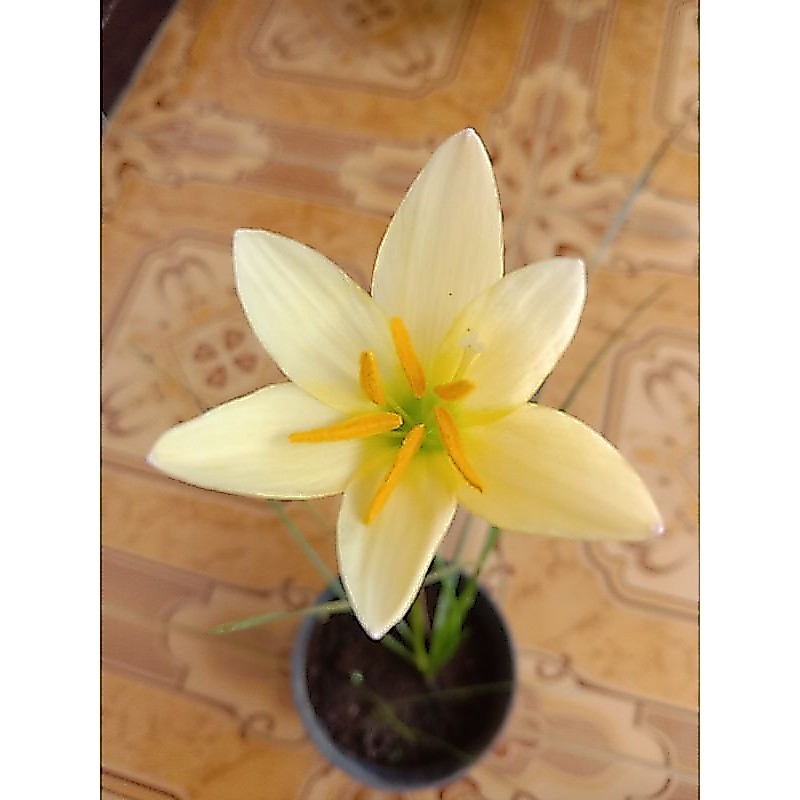 rain lily kuning / umbi rain lily kuning