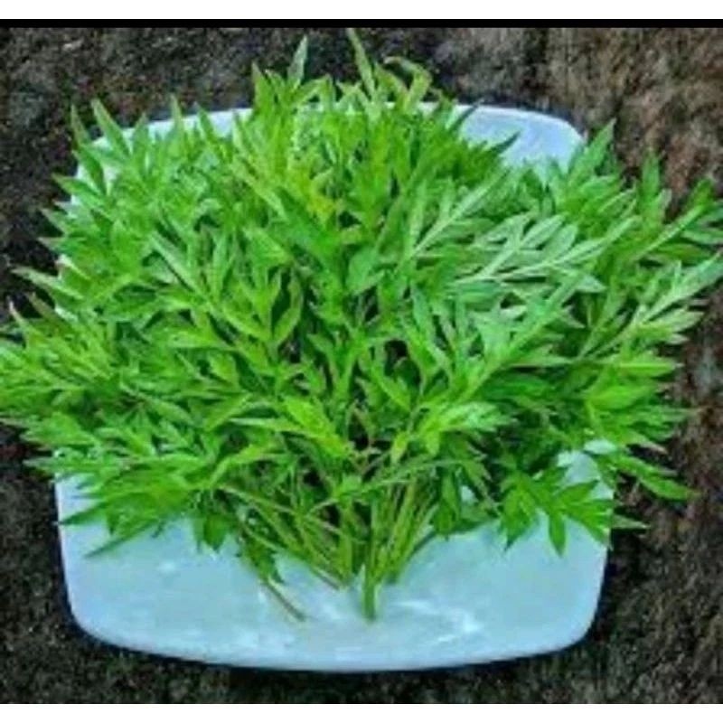 DAUN KENIKIR SEGAR