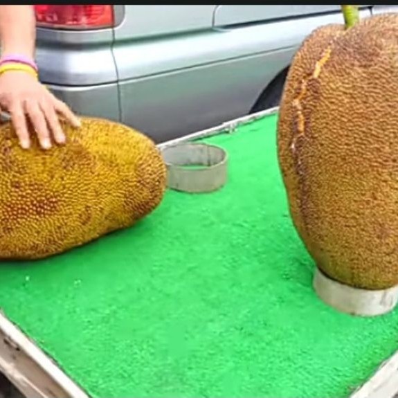 Nangka Bulat Jackfruit nangka utuh Matang