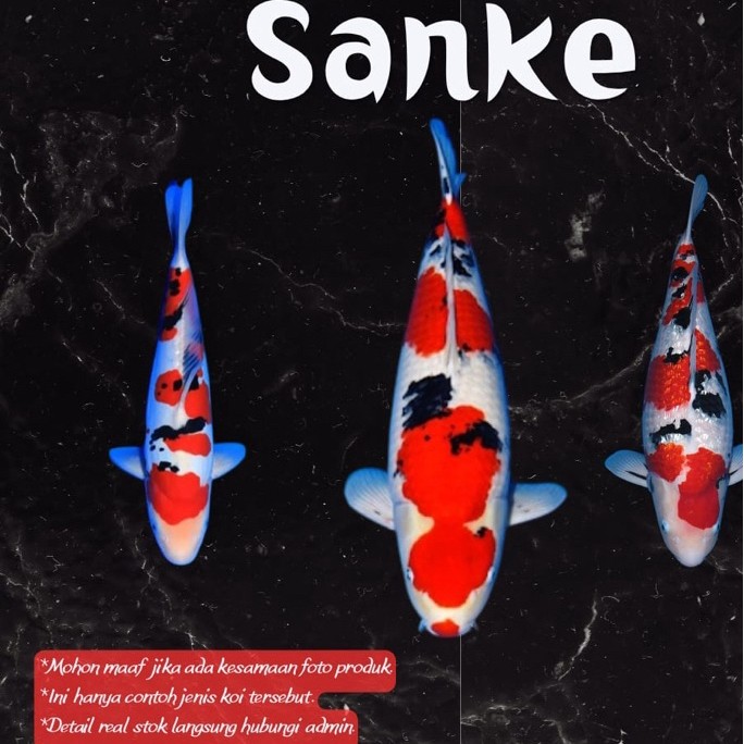 Ikan Koi Sanke 21-30 cm - Sanke - Koi Blitar - Grade A dan HQ - Ikan Koi