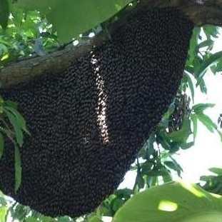 Drink- Madu Curah Hitam Pahit Gamat Propolis Curah Netto 1Kg