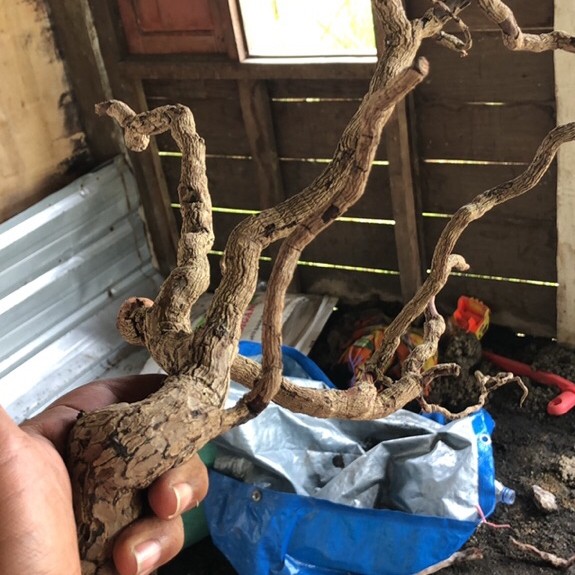 kayu santigi laut tenggelam, size S & M 50cm - 80cm