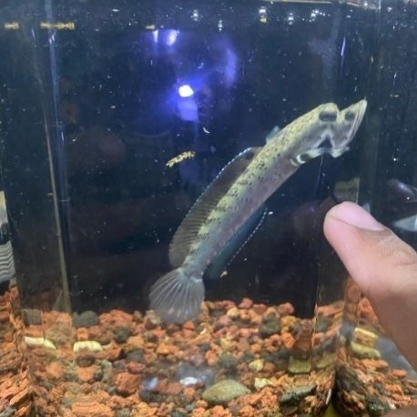 chana blue pulchra size 10-12cm